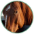 Equine Icon