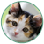 Kitten Icon