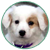 Puppy Icon